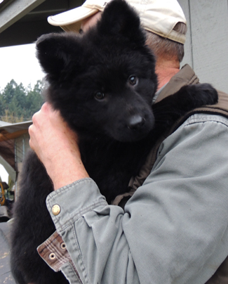 Denali at 10.5 wks