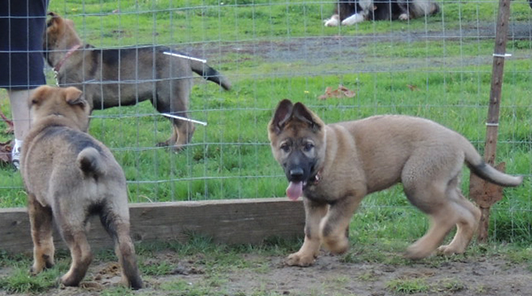 Tracker x Jasmin Litter 11.5 wks 2