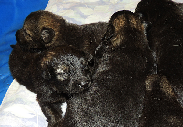 Yulia Mango L Litter 15 days 2