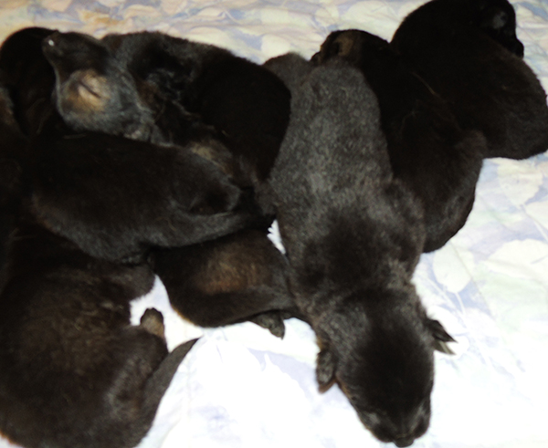 Yulia mango L LItter 15 days 1