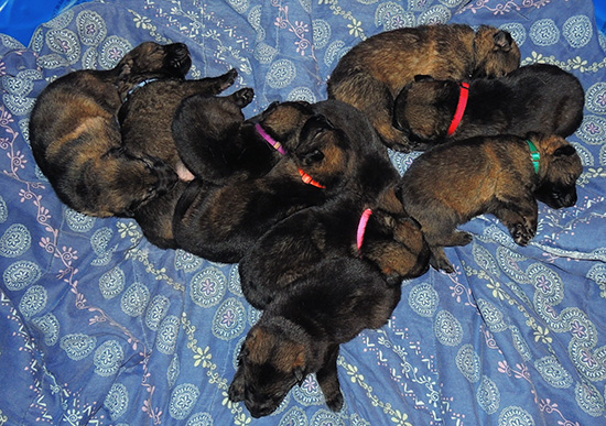 Hena Sergeant X Litter 18 days 3