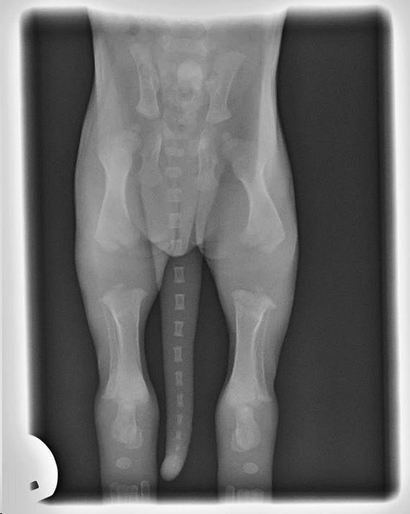 2 wk old puppy skeletal xray