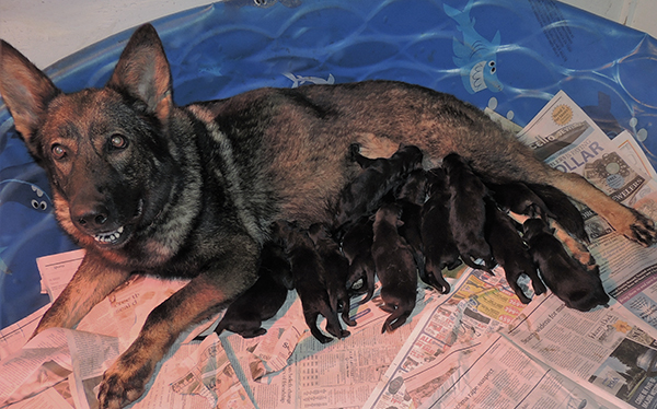 Yulia Mango L Litter 24 hrs old