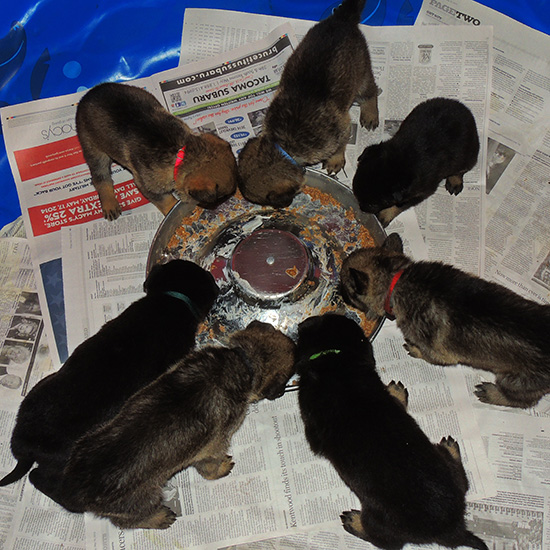 Trina Hurican F Litter 27 days old