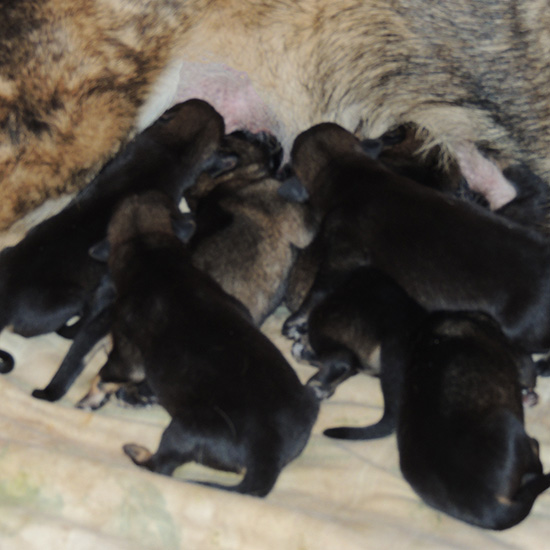 Yeltsa Gerry L Litter 3 days old