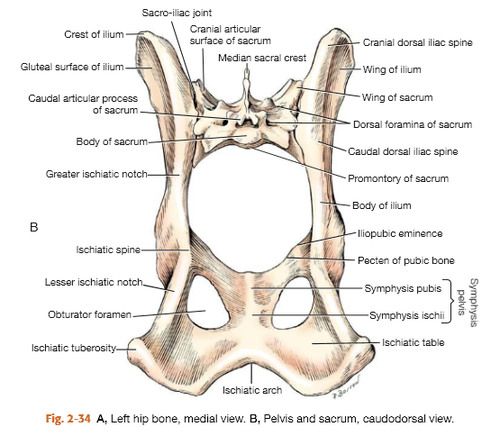 Image result for canine hip anatomy