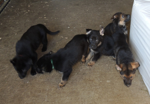 Bara Lord pups tracking in the barn