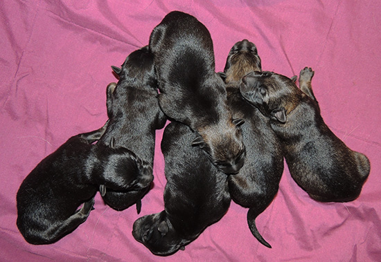 Aik Aida B LItter males 12 hrs old