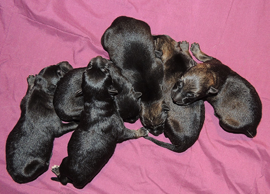 Aik Aida B Litter males 12 hrs old