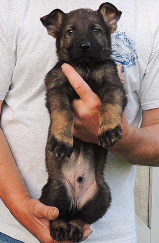 Aik Aida B LItter Lt Blue collar Sable male 6.5 wks