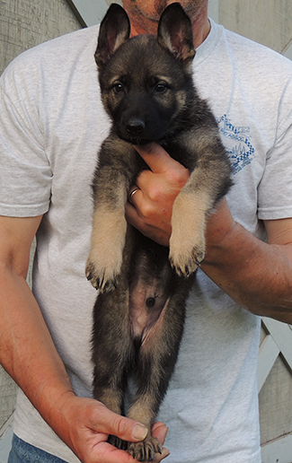 Aik Aida B LItter Royal Blue collar sable male 6.5 wks