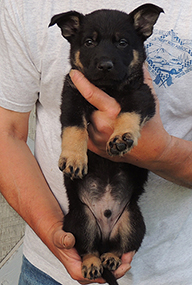 Beschutzen aka Sirius 6.5 wks