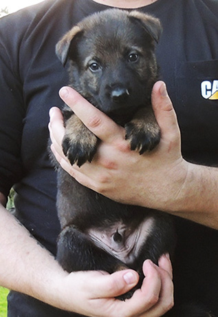 Aik Aida B LItter Med Blu Blk Sable male 4.5 wks