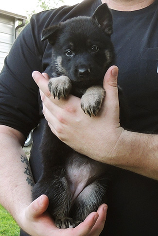 Aik Aida B LItter Orange Collar BiColor Female 4.5 wks 