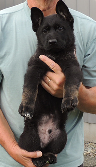 Aida Mango N Litter BiColor male 7.5 wks