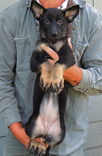 Aida Camaro Bicolor female_Voxana red collar 9 wks