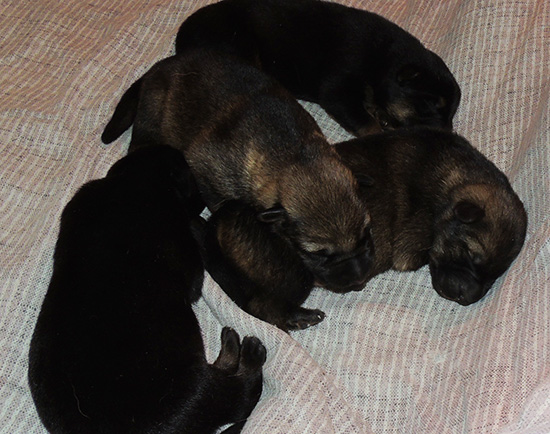 Aida Camaro V Litter 4 days