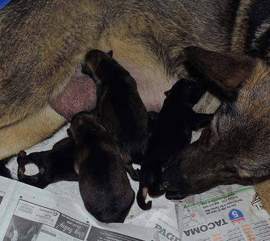 AidaCamaro V Litter Newborns