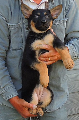 Aida Camaro Blk Tan female Vaschka pink collar 9 wks