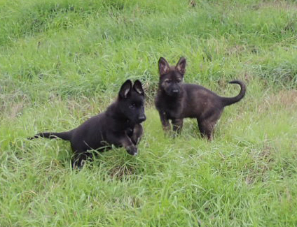 Aida Mango Bicolor male and Red collar female