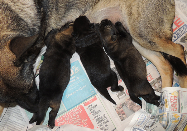 Aida Mango N Litter 9 Days old 1