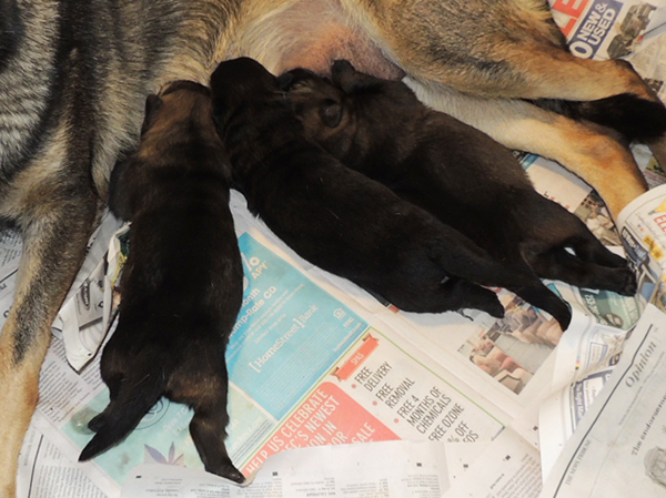 Aida Mango N Litter 9 days 2