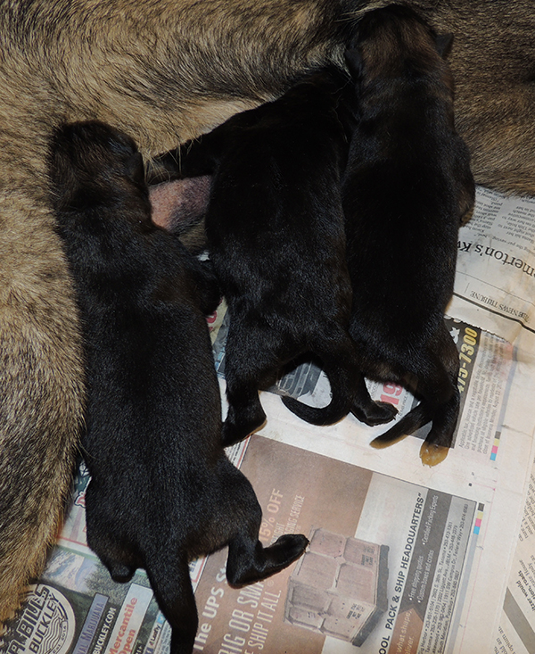 Aida Mango N Litter Newborns 2