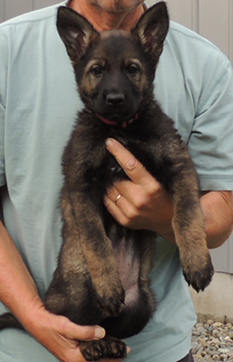 Aida Mango Red Collar N Litter female