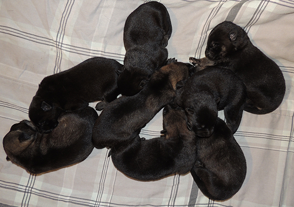 Aida x Aik B Litter 1 wk 2