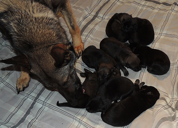 Aida x Aik B Litter 1 wk 1