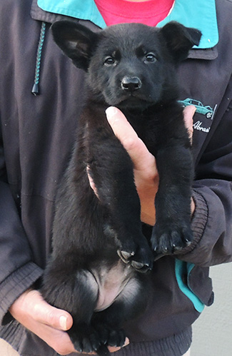 Qash Aik Blk Female Red collar6.6 wks old