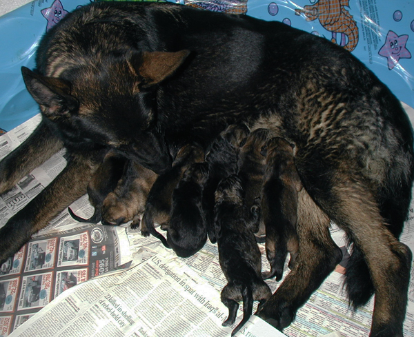 Itti x Lux 2011 Litter