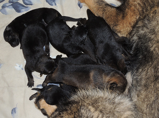 Annie Lord G Litter 4 days 3