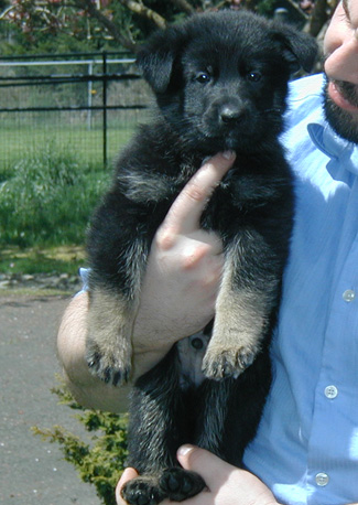 Annie Kaiser BiColor male 5 wks green collar