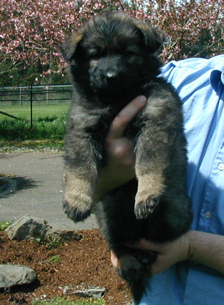 Annie Kaiser Purple collar sable female 5 wks