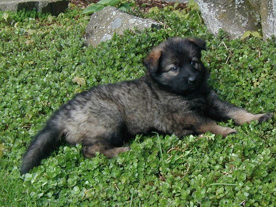 Annie Kaiser Yellow collar female Mindy 5 wks