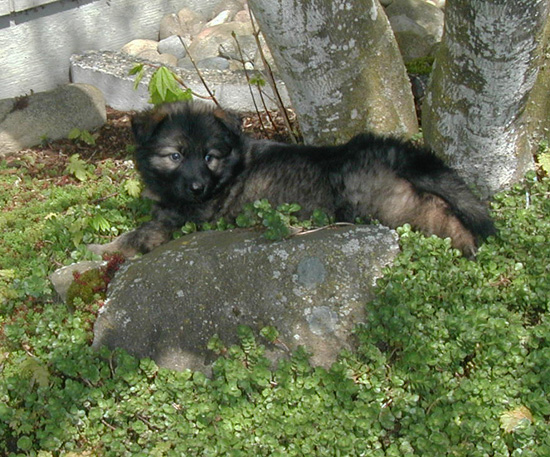 Annie Kaiser Yellow collar female Mindy 5 wks