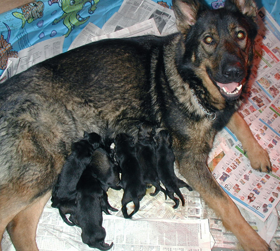 Annie Kaiser Litter 12 hrs old 550w