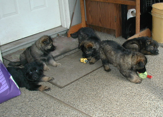 Annie Kaiser pups 5 wks