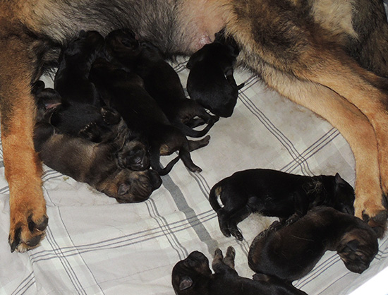 Annie Lord G Litter 24 hrs 1