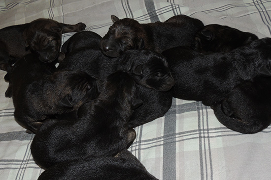 Annie Lord G Litter 24 hrs 2