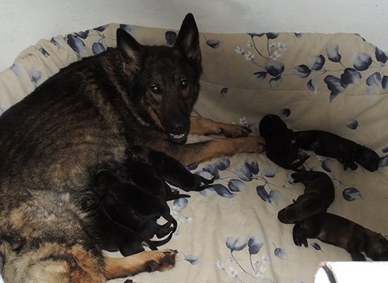 Annie Lord G Litter 4 days 2