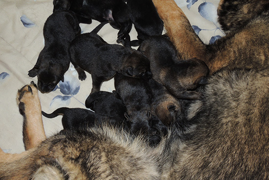 Annie Lord G Litter 4 days