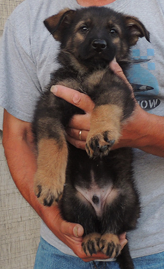 Annie Lord G Litter Blk Sable male Blk collar 7 wks