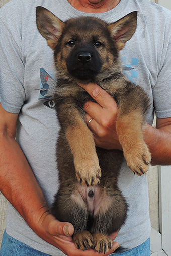 Annie Lord G Litter Dark Green Collar Dark Sable male 7 wks