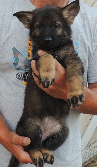 Annie Lord G Litter Dark Sable Female Red Collar 7 wks