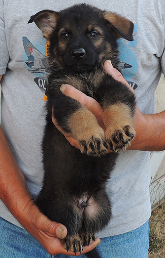 Annie Lord G KUtter Dark Green Black Sable Male7 wks