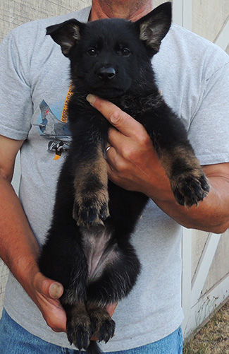 Annie Lord G LItter 7 wks Orange collar Bicolor Fe