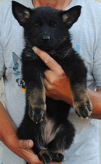 Annie Lord G Litter 7 wks Pink Collar Bicolor Fe