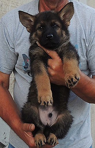 Annie Lord G Litter Royal Blue collar blk sable male 7 wks